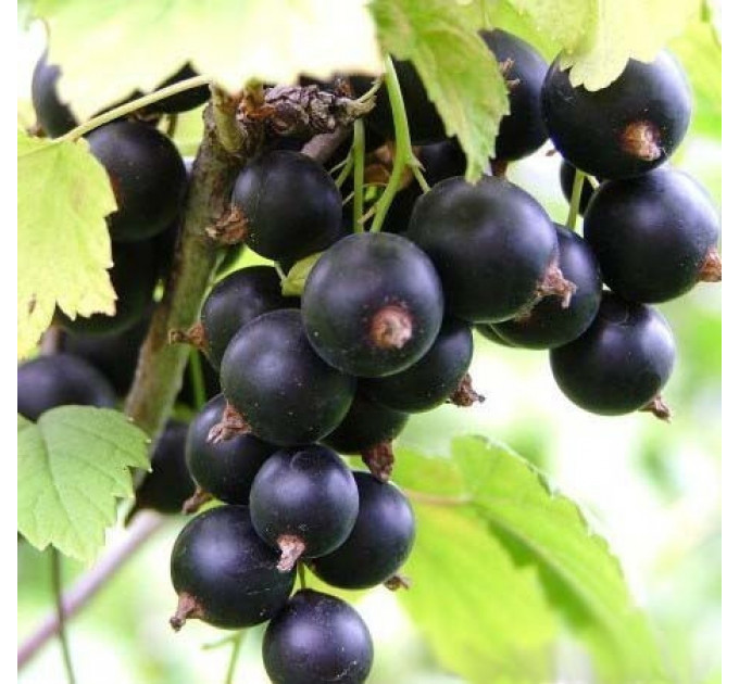 Смородина сорт Бен Тиран 1 летняя (позднего срока созревания)