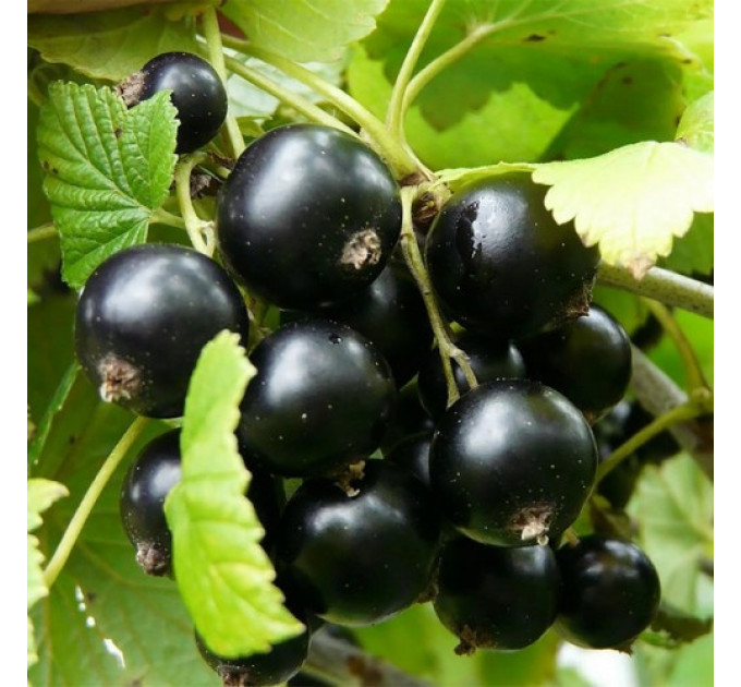 Саджанці смородини сорт "Казкова", напівупаковані