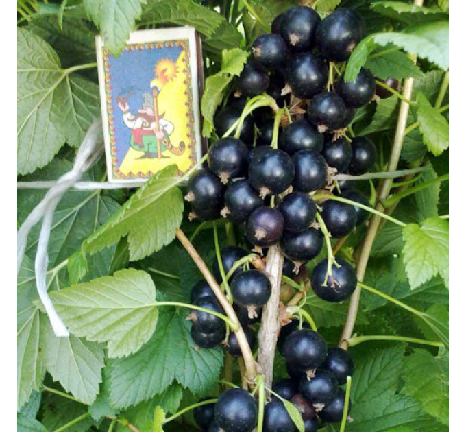 Саджанці смородини Ювілейна Копаня, 2 роки 7 л