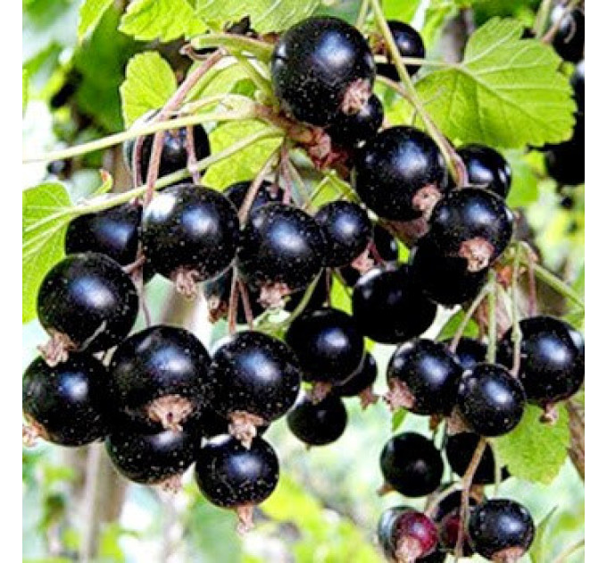 Саженцы смородины Вернисаж, 2 года 7 л