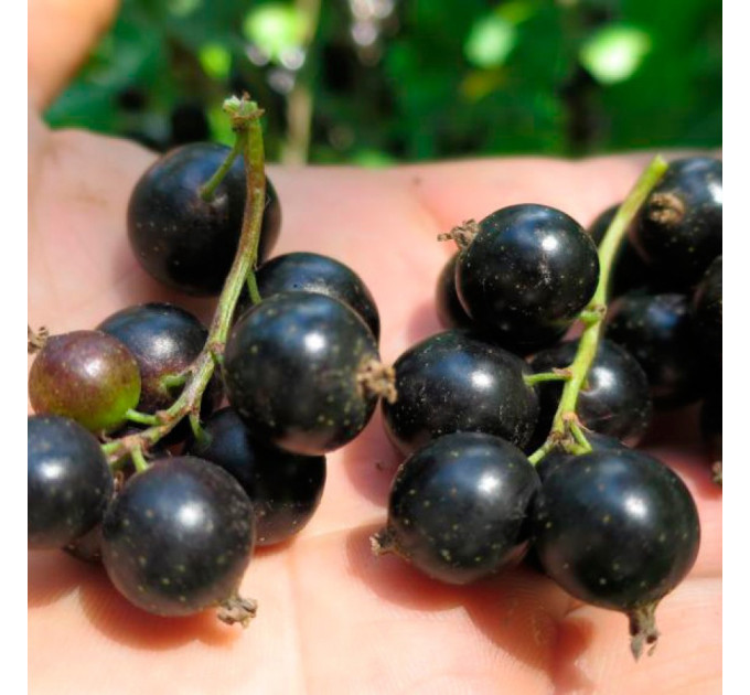 Саджанці смородини Ювілейна Копаня, 2 роки 7 л