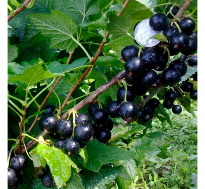 Саджанці смородини Ювілейна Копаня, 2 роки 7 л