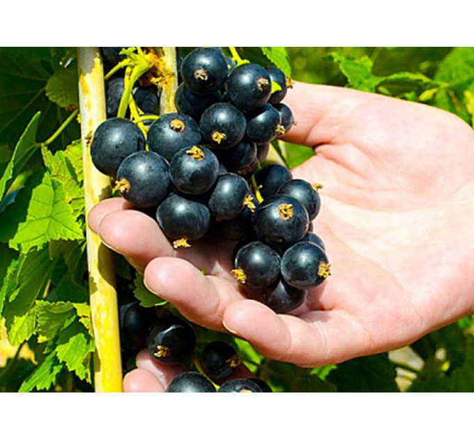 Саженцы смородины Вернисаж, 2 года 7 л