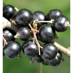 Саженцы смородины Вернисаж, 2 года 7 л