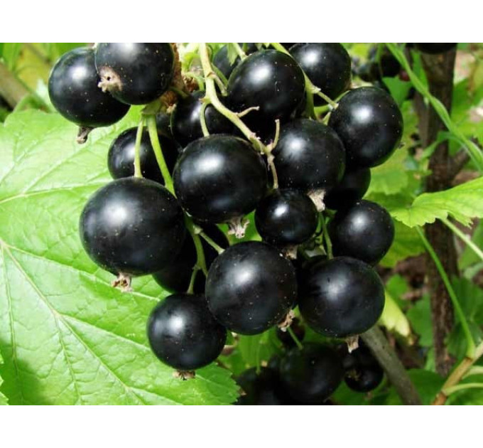 Смородина сорт Бен Тиран 1 летняя (позднего срока созревания)