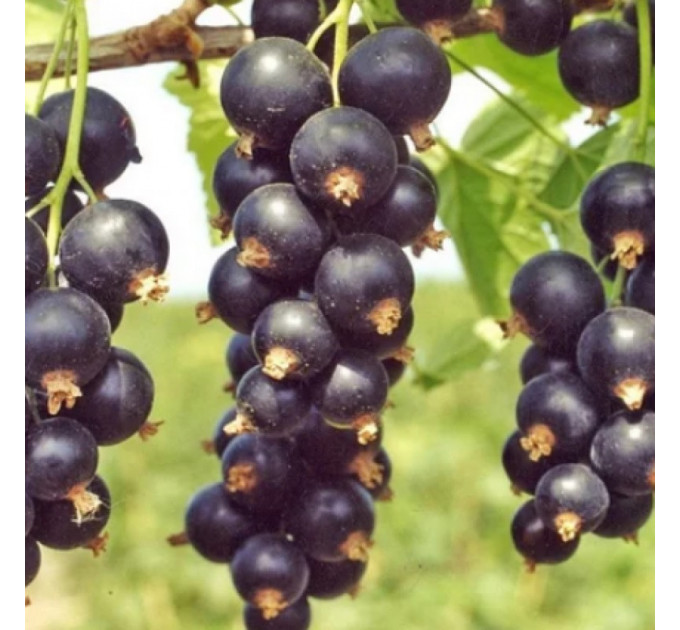 Смородина сорт Бен Тиран 1 летняя (позднего срока созревания)