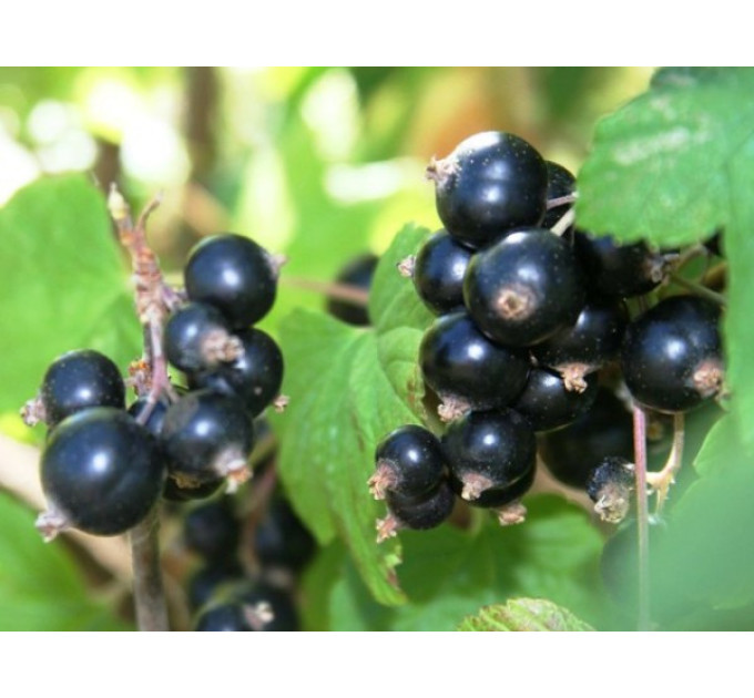 Саджанці смородини сорт Бона (ВКБ)