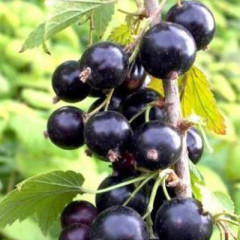 Смородина "Местера"