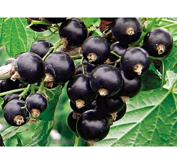 Саджанці смородини сорт Краса Львова, напівупаковані