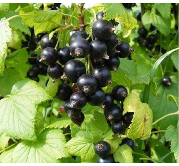 Cмородина сорт Аметист 2 летняя, ОКС (средне-позднего срока созревания)