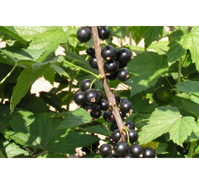 Cмородина сорт Аметист 2 летняя, ОКС (средне-позднего срока созревания)