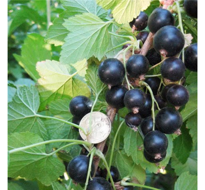 Саженцы смородины сорт Софиевская, 2 летние 7 л