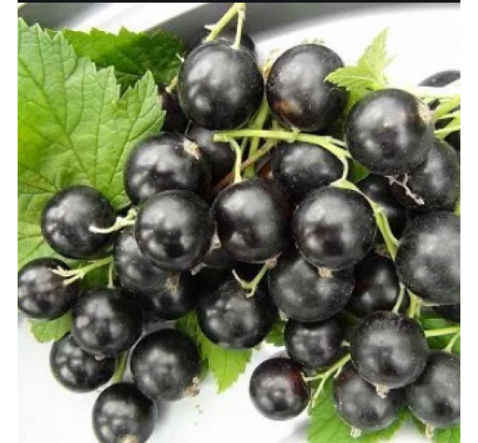 Cмородина сорт Аметист 2 летняя, ОКС (средне-позднего срока созревания)