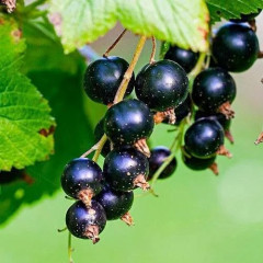 Смородина сорт Тибен, 2 летняя