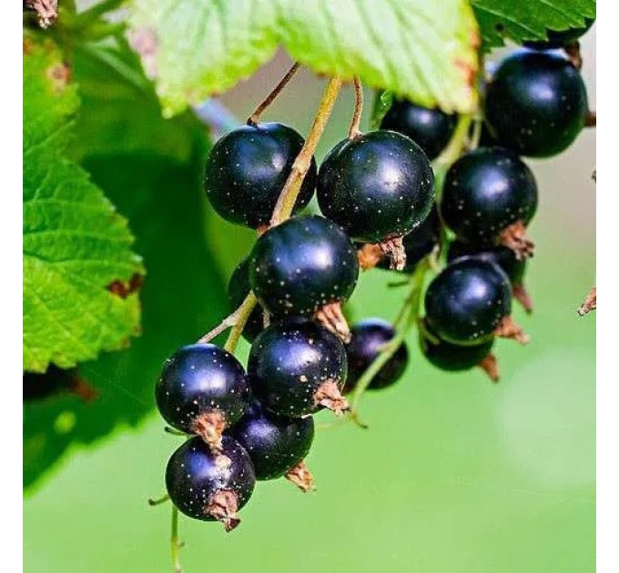 Смородина сорт Тібен, 2 річна