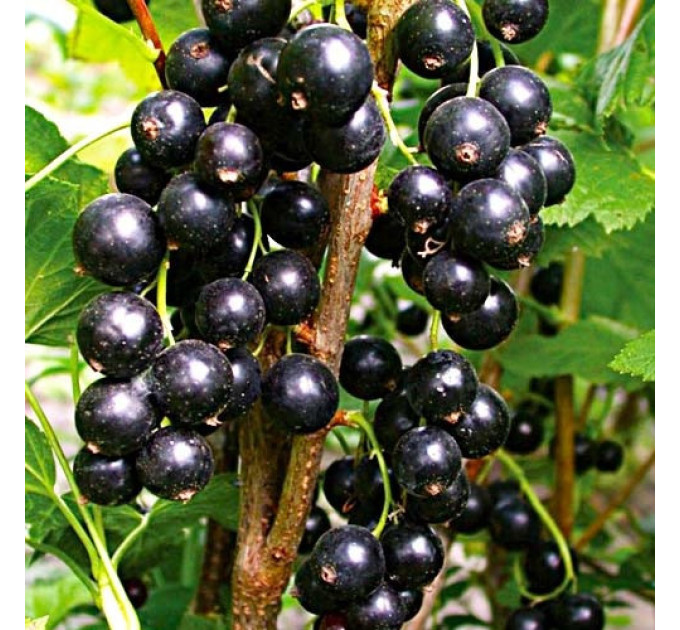 Смородина сорт Тібен, 2 річна