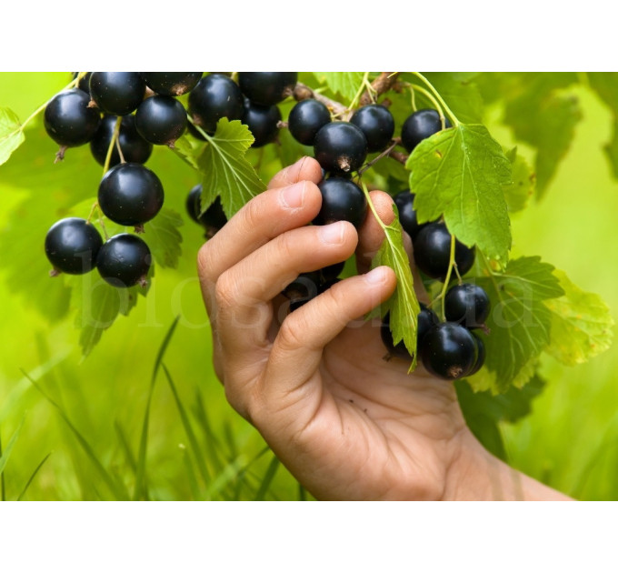 Смородина сорт Тібен, 2 річна