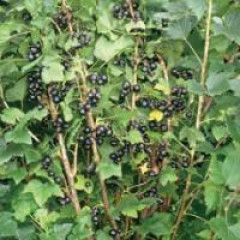 Саджанці чорної смородини сорт Бен Гейн