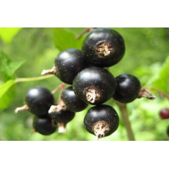 Смородина "Казкова"