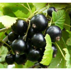 Саджанці смородини сорт Ювілейна Копаня (пізній), напівупаковані