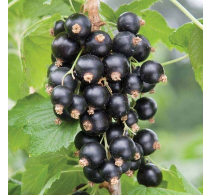 Смородина сорт Черешнева (середньо-пізнього терміну дозрівання)