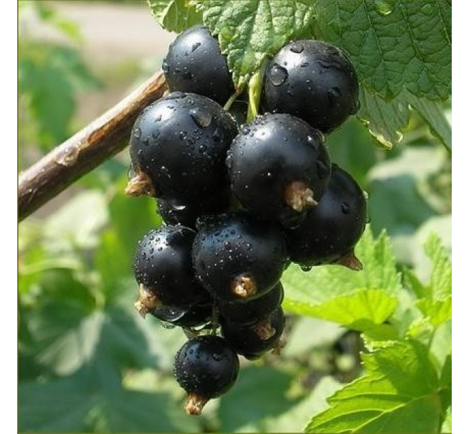 Саджанці чорної смородини сорт Бен Хопі, 1 літні