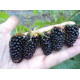 Ожина сорт Коламбія Стар,1 років. контейнер Р9