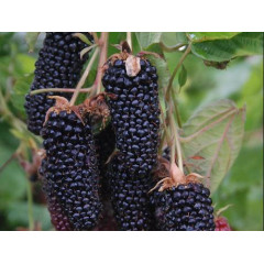 Ожина сорт Коламбія Стар,1 років. контейнер Р9