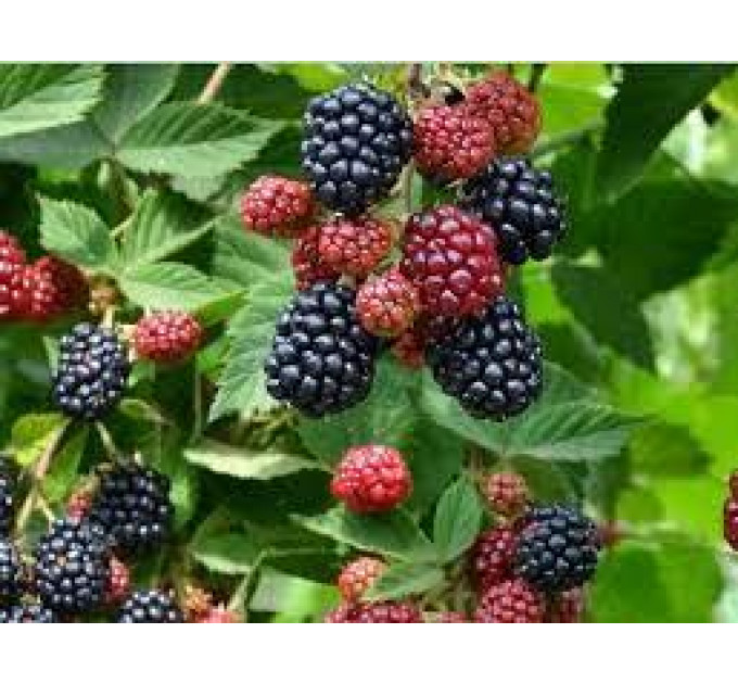 Саджанці ожини сорт Блек Перл, 1 річні P9