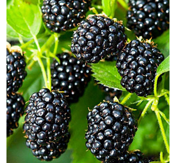 Саджанці ожини сорт Блек Перл, 1 річні P9