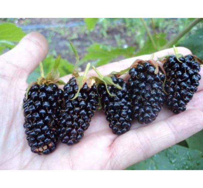 Саджанці ожини сорт Блек Перл, 1 річні P9