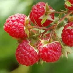 Ожина сорт "Ред Даймонд" 1 річна, конт. P9