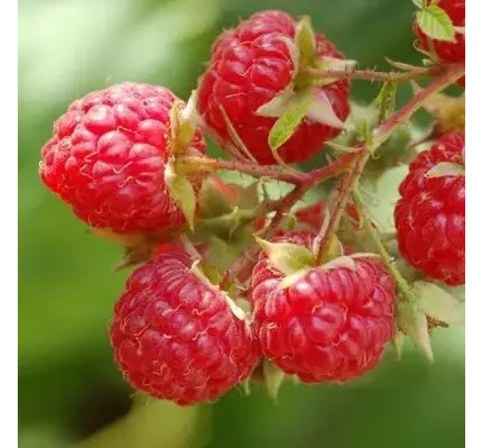 Ожина сорт "Ред Даймонд" 1 річна, конт. P9