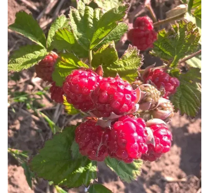 Ожина сорт "Ред Даймонд" 1 річна, конт. P9