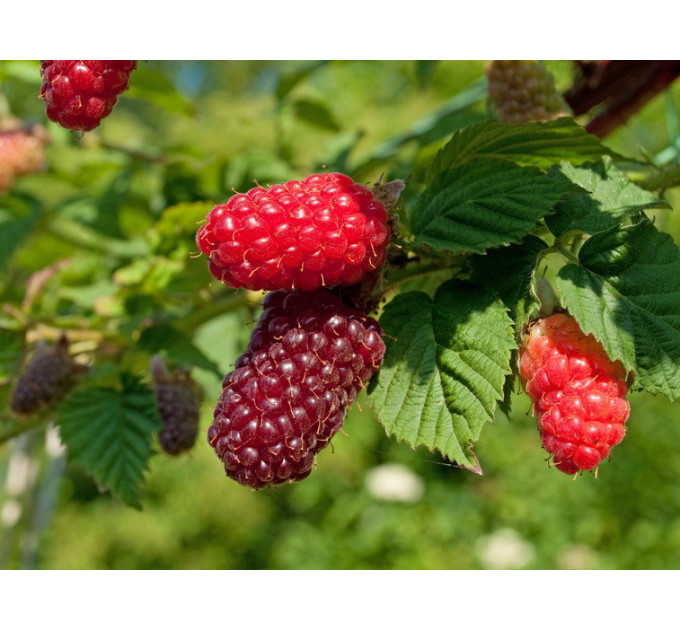 Саджанці ожини сорт Букінгем Тайбері (Buckingham Tayberry) 3 річні, конт. 10 л