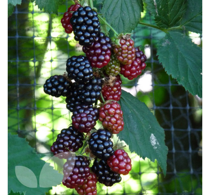 Ожина Лох Несс