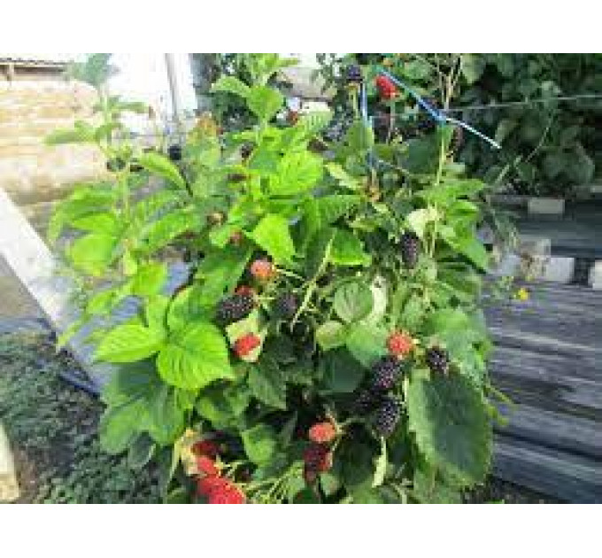 Саджанці ожини сорт Baby Cakes, 1 річні P9