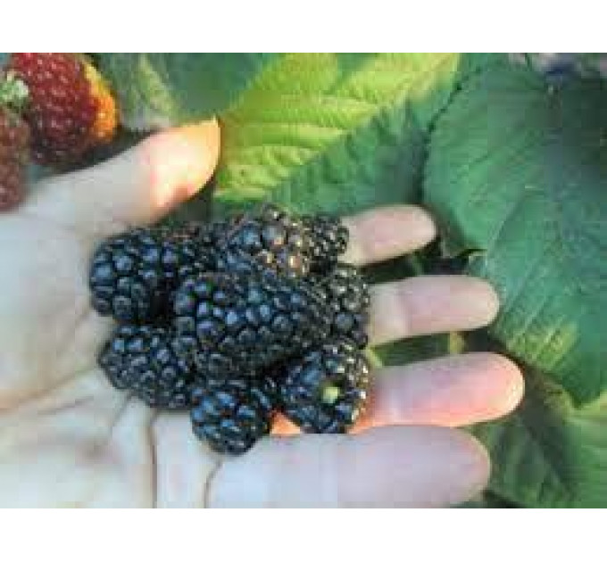 Саджанці ожини сорт Baby Cakes, 1 річні P9