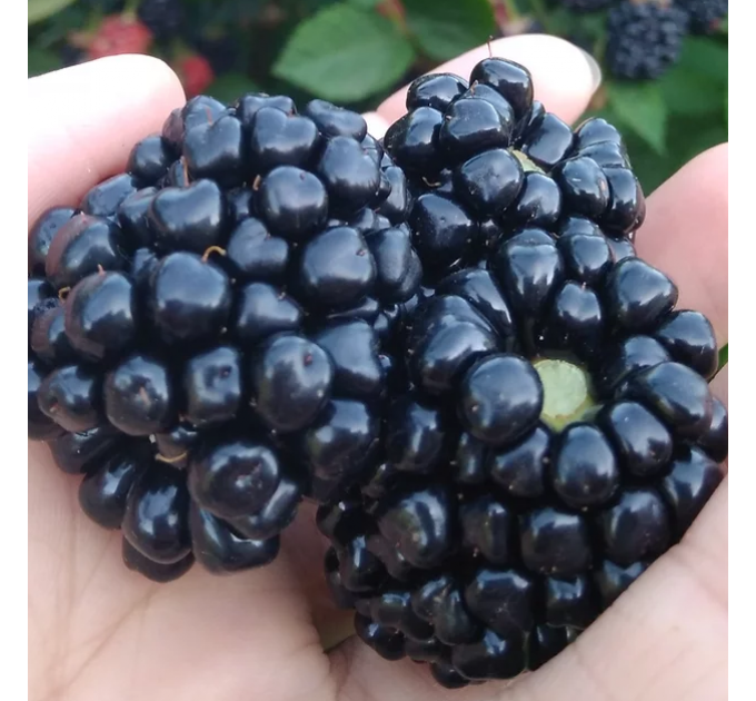 Саджанці ожини сорт Baby Cakes, 1 річні P9