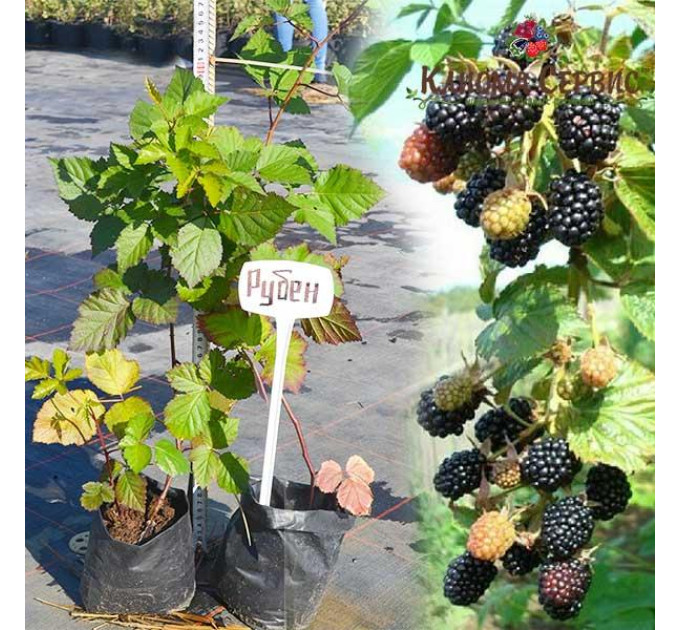 Ожина Рубен (Ruben) ремонтантна, пакет 1 л.