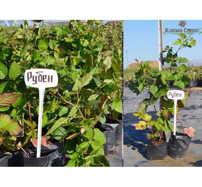 Ожина Рубен (Ruben) ремонтантна, пакет 1 л.