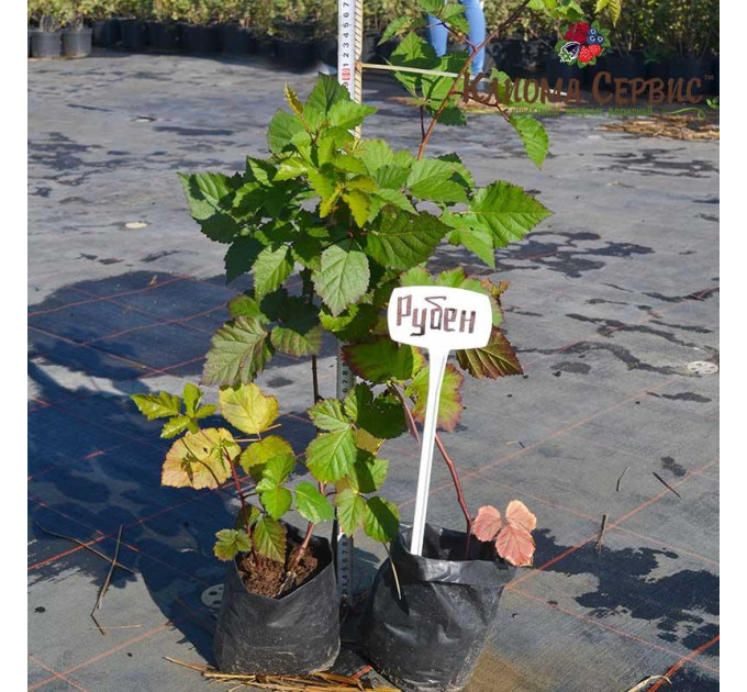 Ожина Рубен (Ruben) ремонтантна, пакет 1 л.