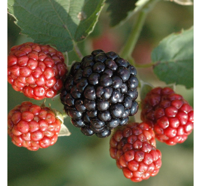 Саджанці ожини сорт Осейдж, контейнер 0.5 л.