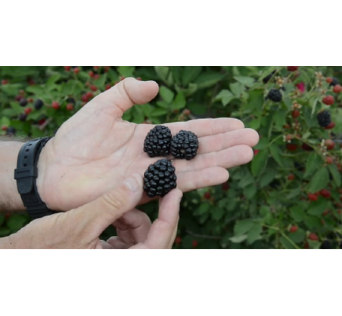 Саджанці ожини сорт Осейдж, контейнер 0.5 л.