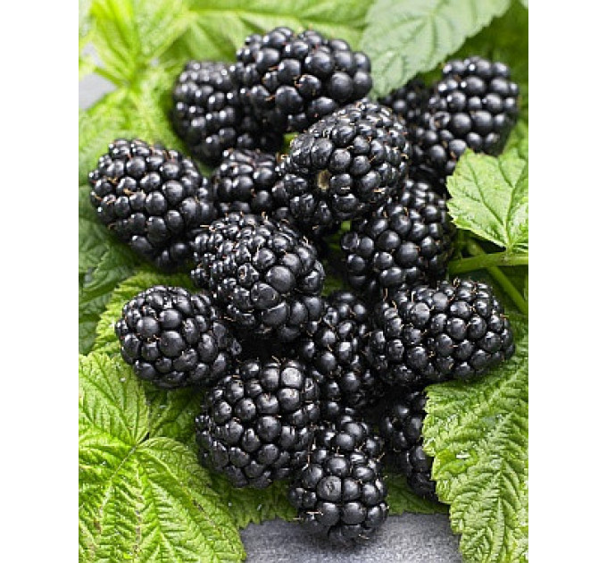 Ожина Лох Несс