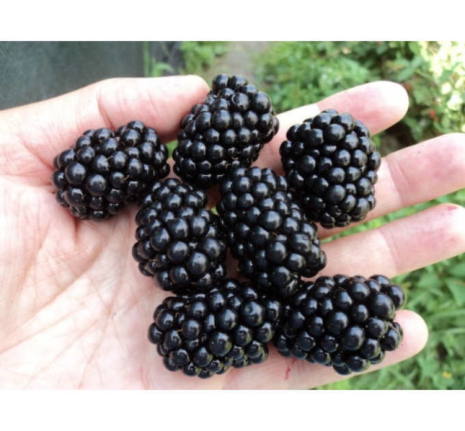 Ожина сорт Тріпл Краун 1 річна, конт. P9