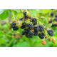 Ожина сорт Тріпл Краун 1 річна, конт. P9