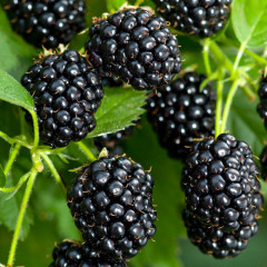 Саджанці ожини сорт Блек Джем 1 річні, конт. Р9