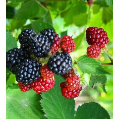 Ожина сорт Честер 3 річна, конт. 5 л