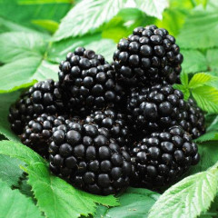 Саджанці ожини сорт Dima 1 річні, конт. 2 л